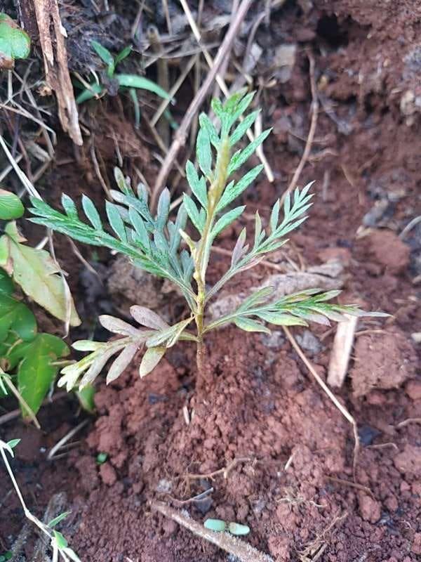 tree image