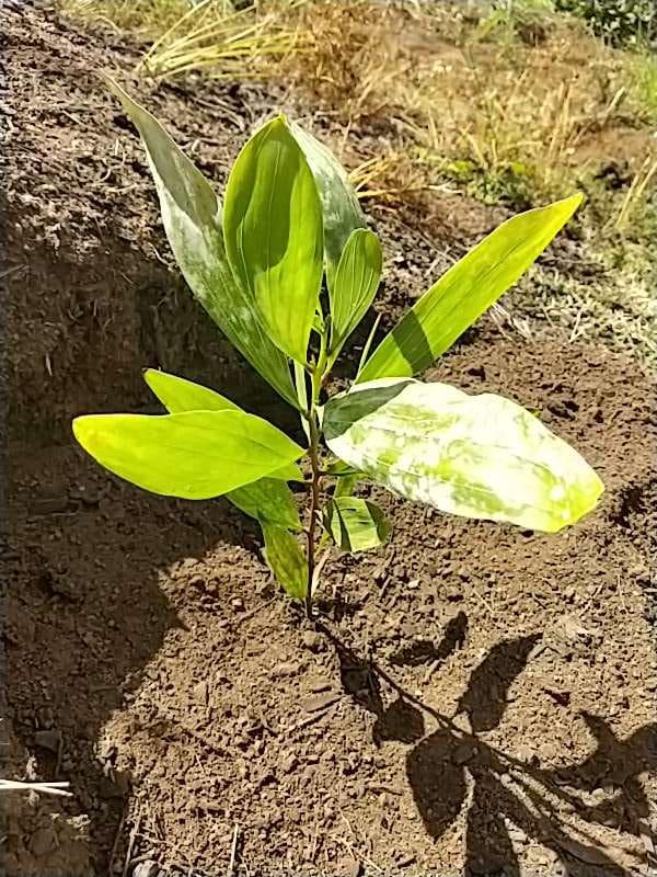 tree image