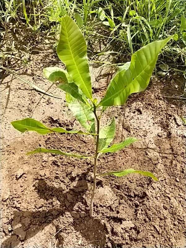 tree image