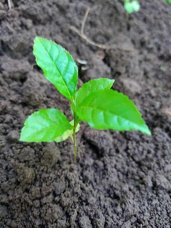 tree image