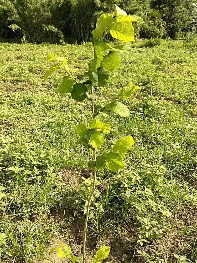tree image