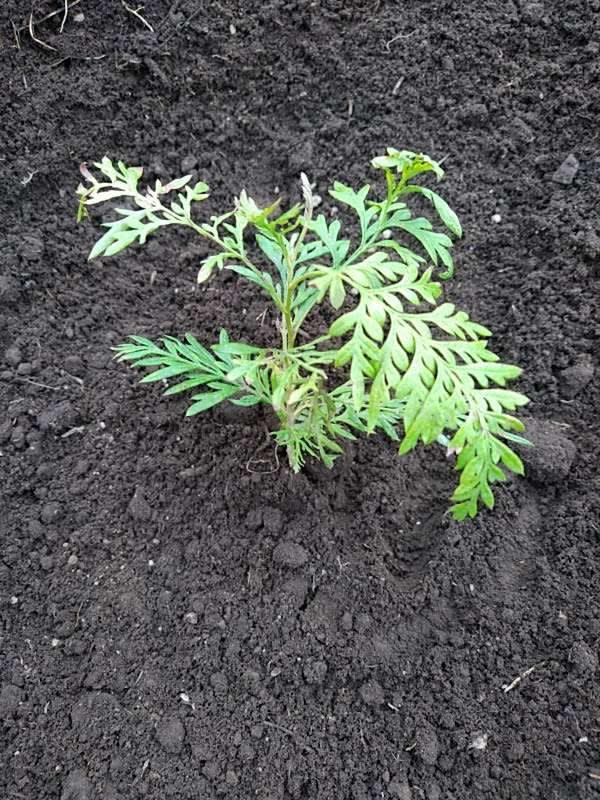 tree image