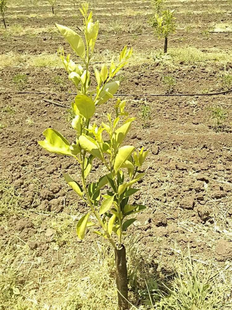 tree image