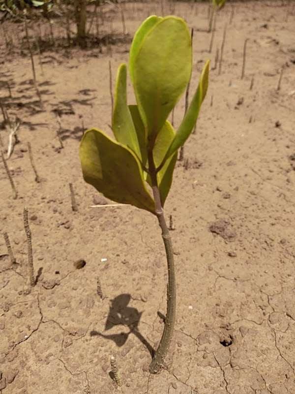 tree image
