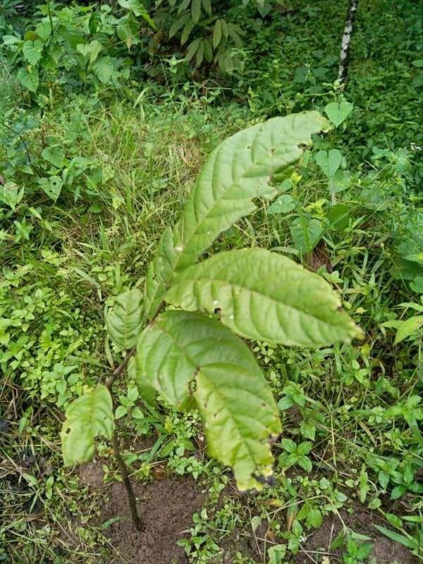 tree image
