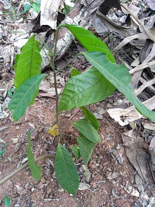 tree image