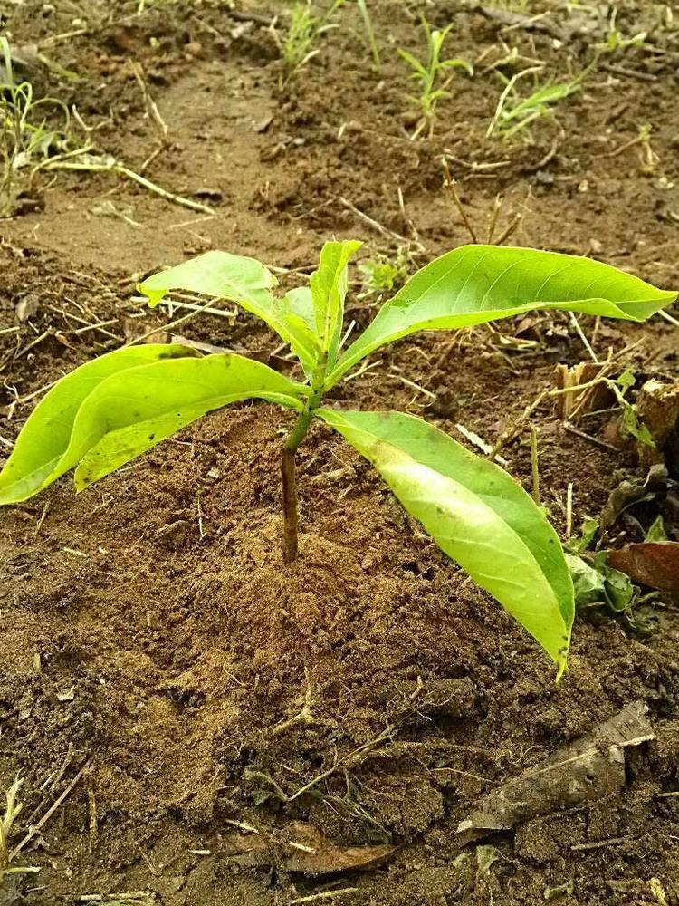 tree image
