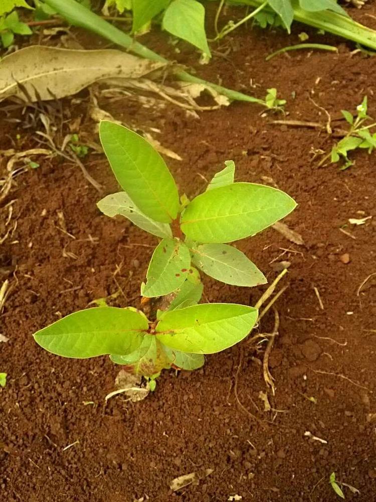 tree image
