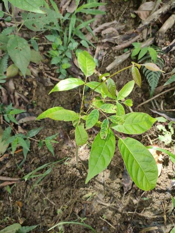 tree image
