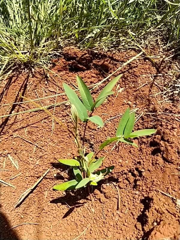 tree image