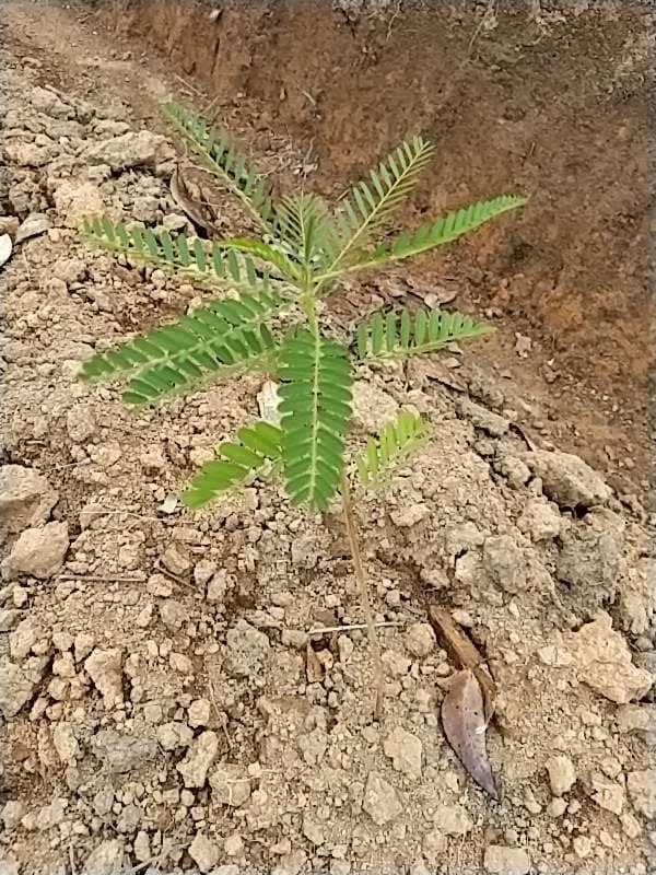 tree image