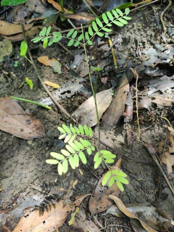 tree image