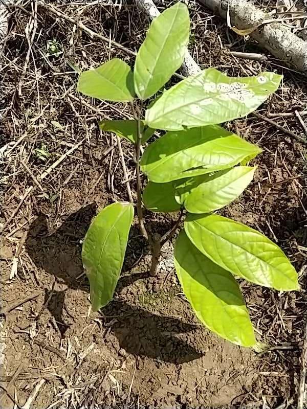 tree image