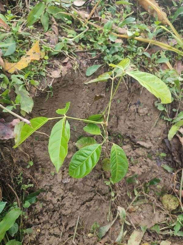 tree image