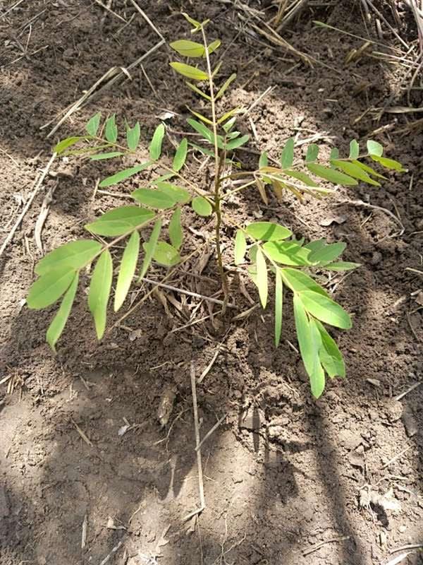 tree image