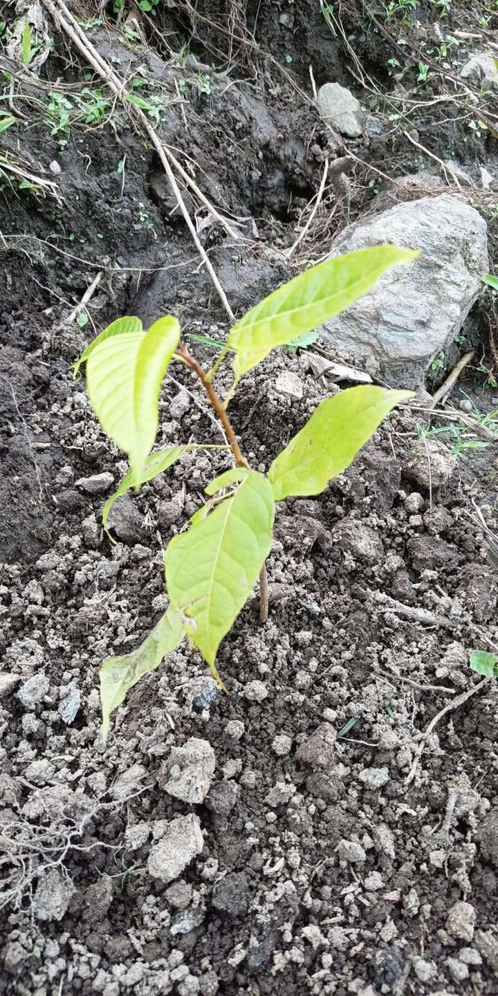 tree image