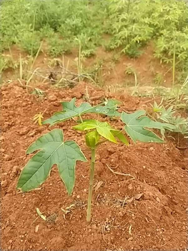 tree image
