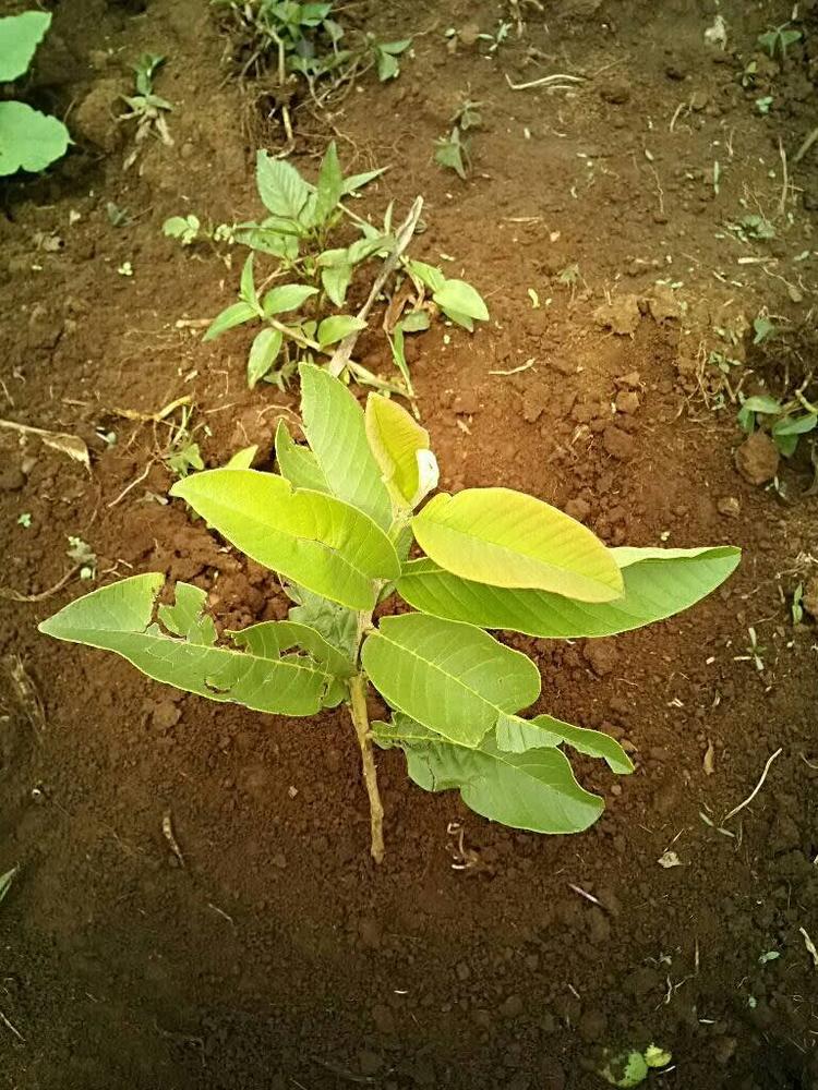 tree image