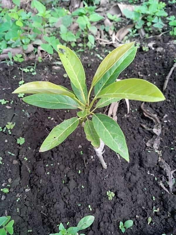 tree image