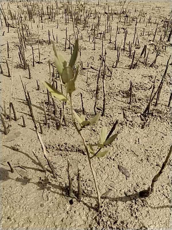 tree image