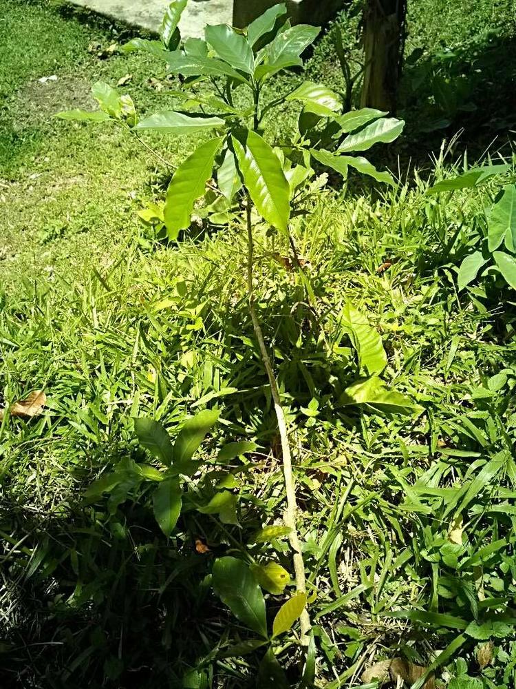 tree image