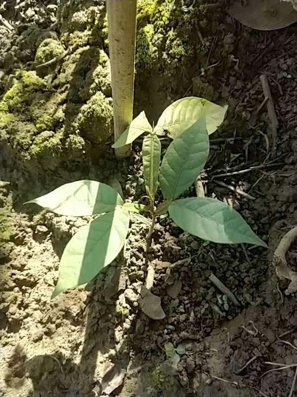 tree image