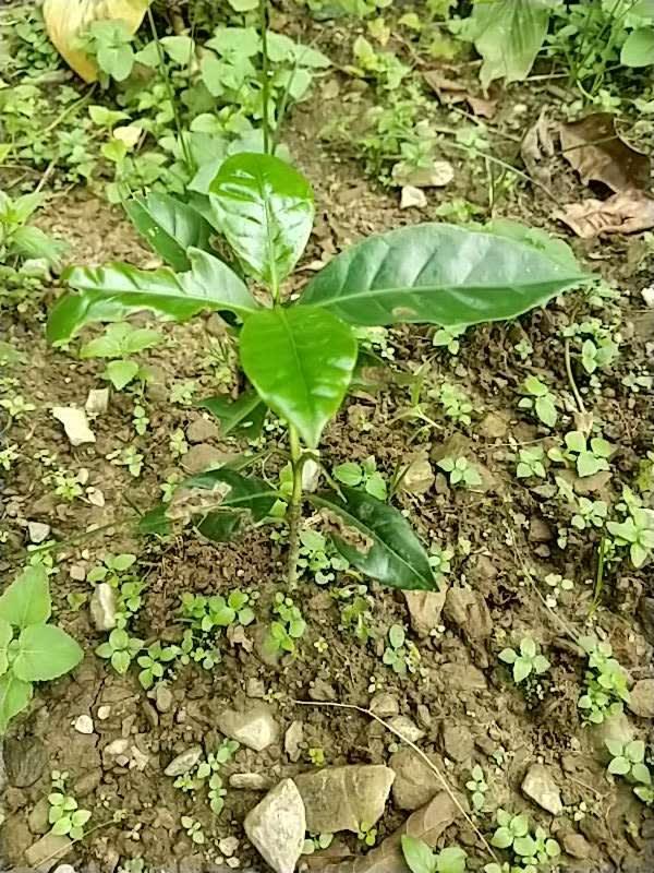 tree image