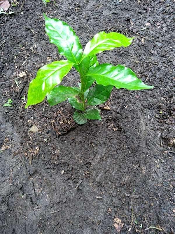 tree image