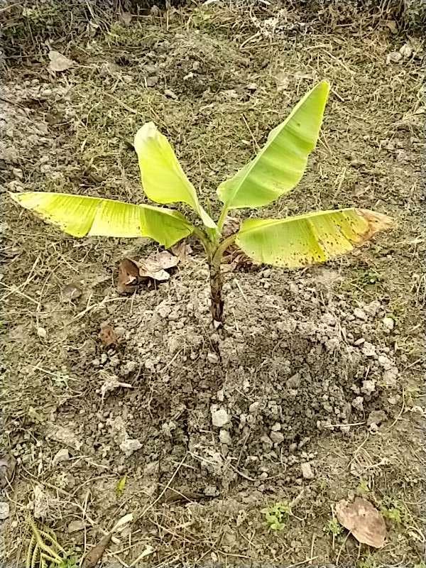 tree image