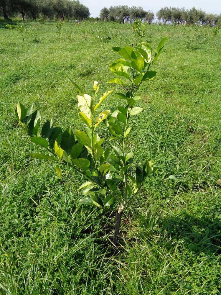 tree image
