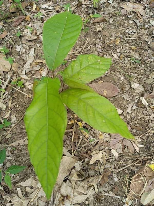 tree image