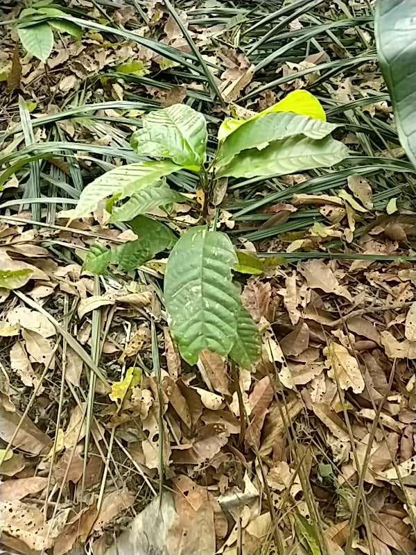 tree image