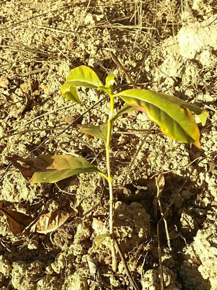 tree image