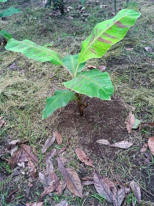 tree image
