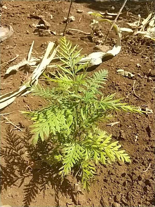 tree image