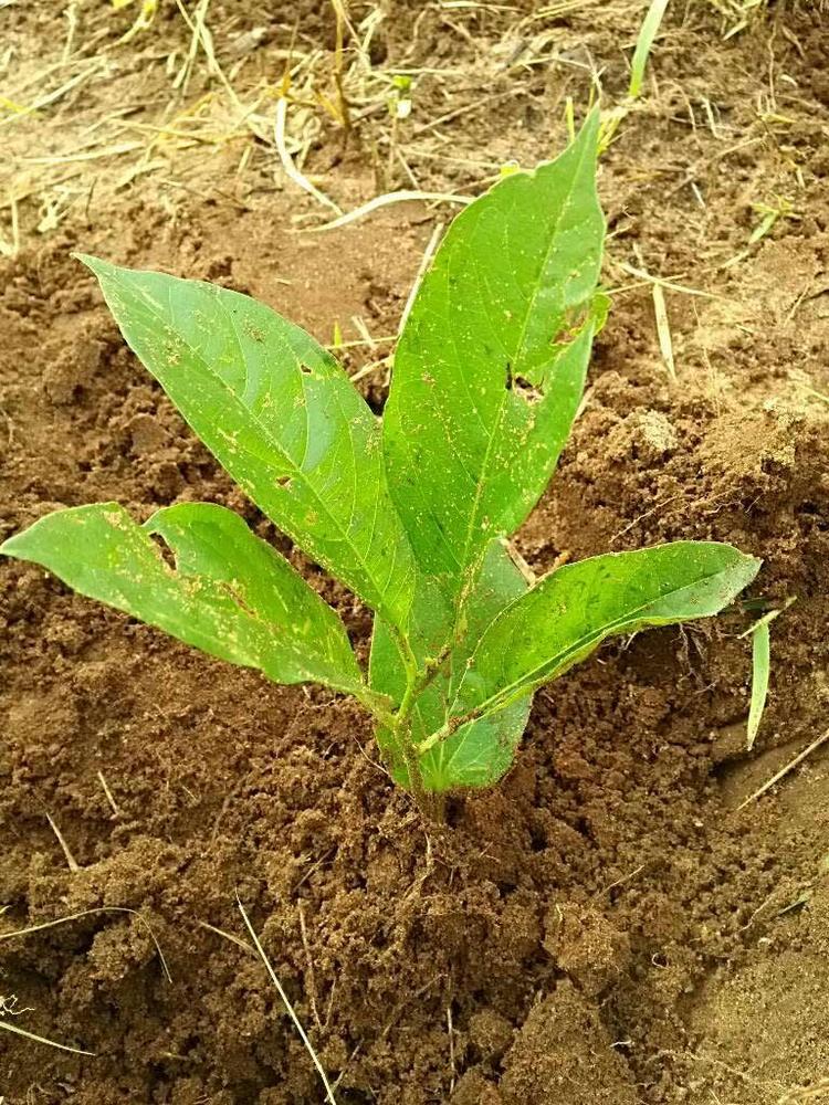 tree image