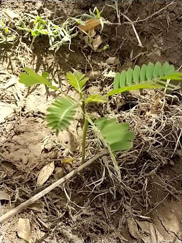 tree image
