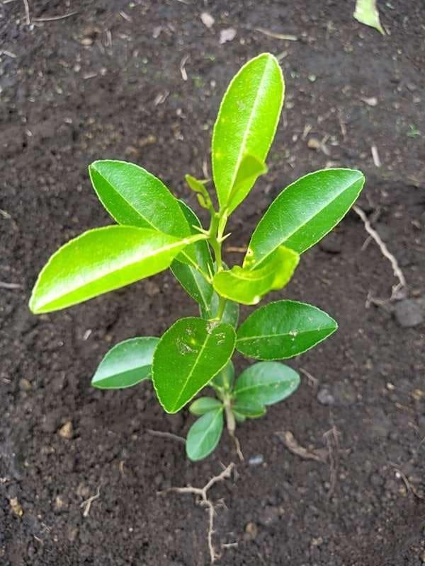 tree image