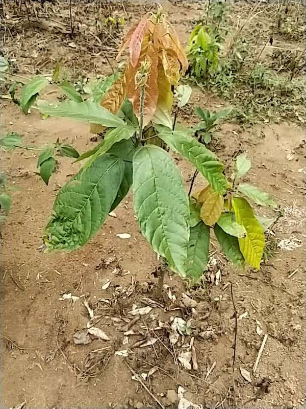 tree image