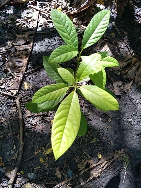 tree image