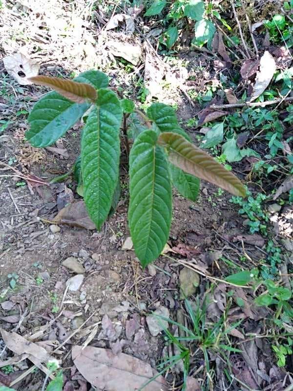 tree image