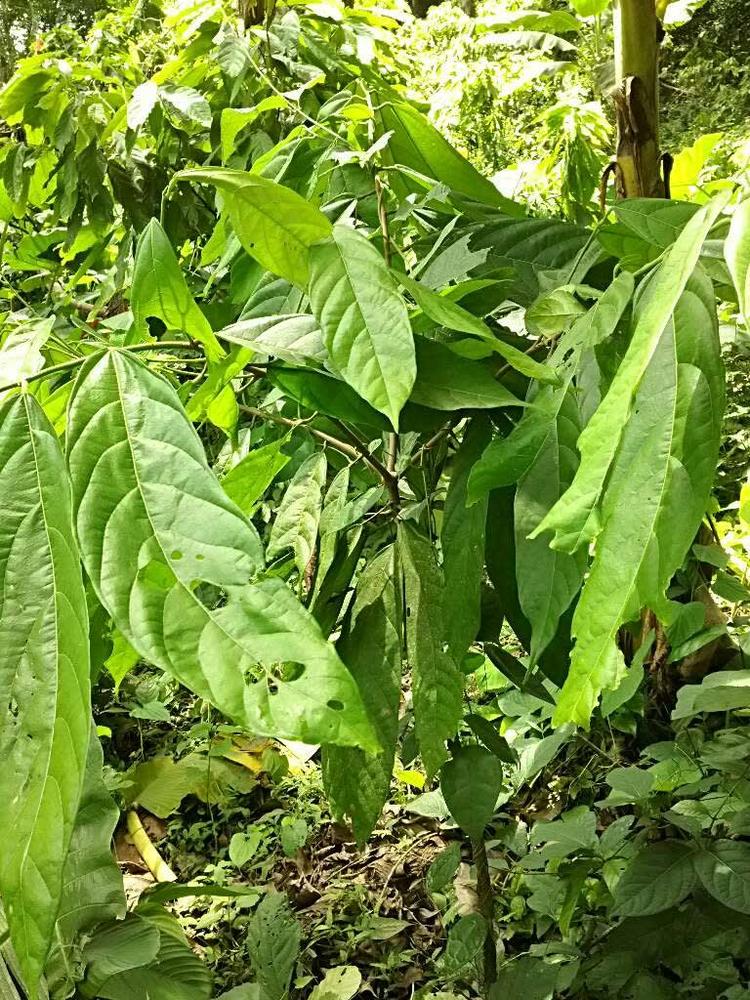 tree image