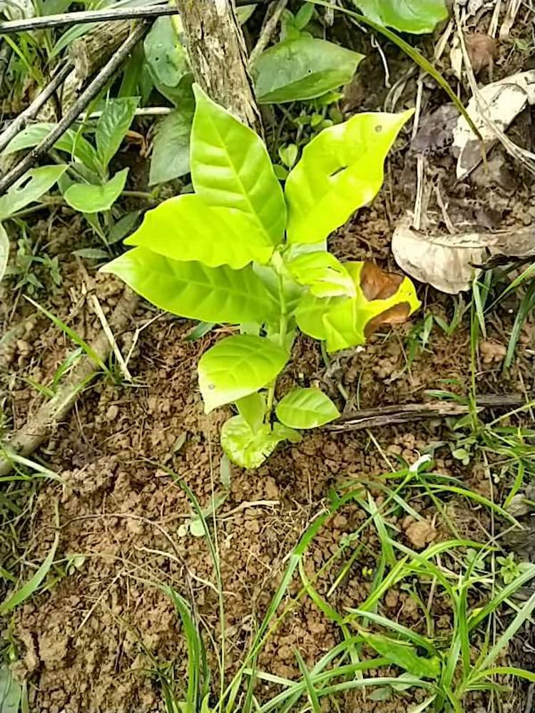 tree image