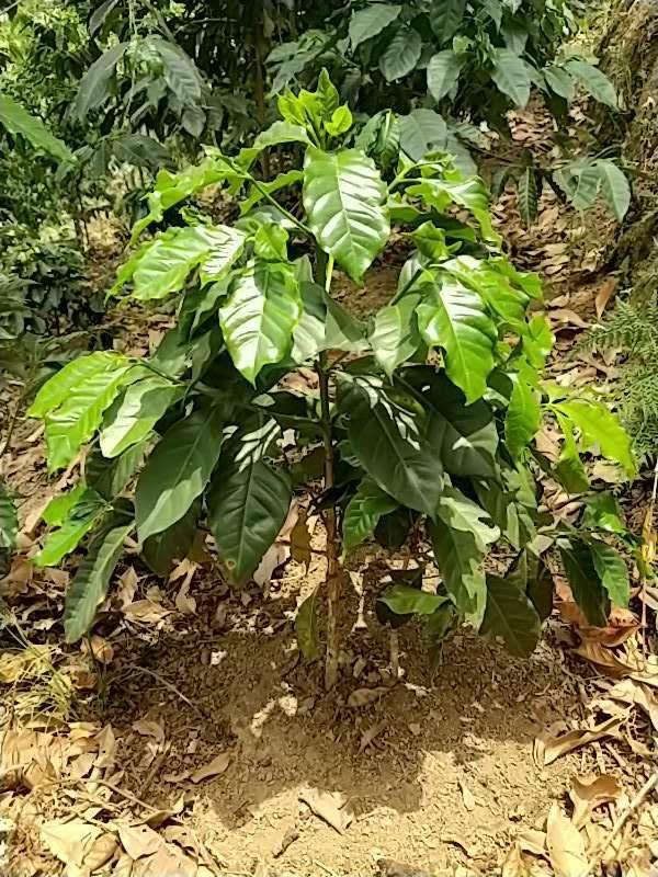 tree image