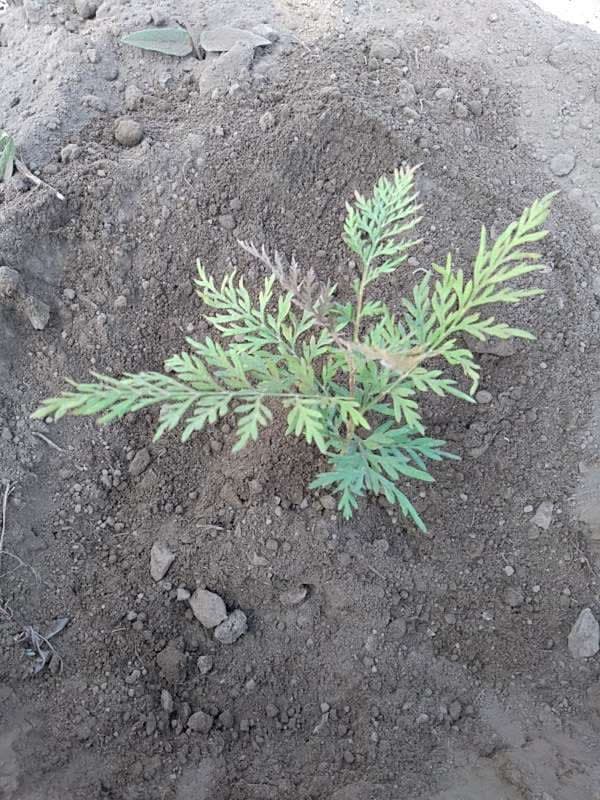 tree image