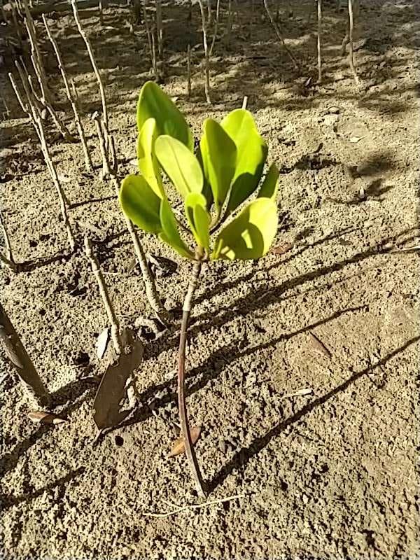 tree image