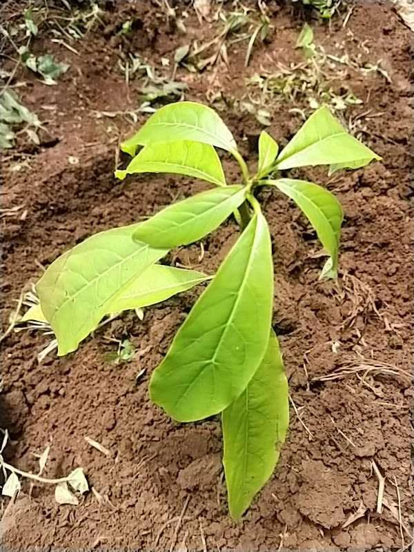 tree image