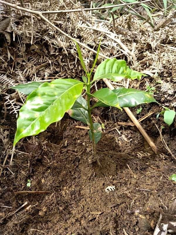 tree image