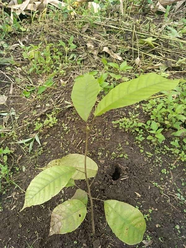 tree image