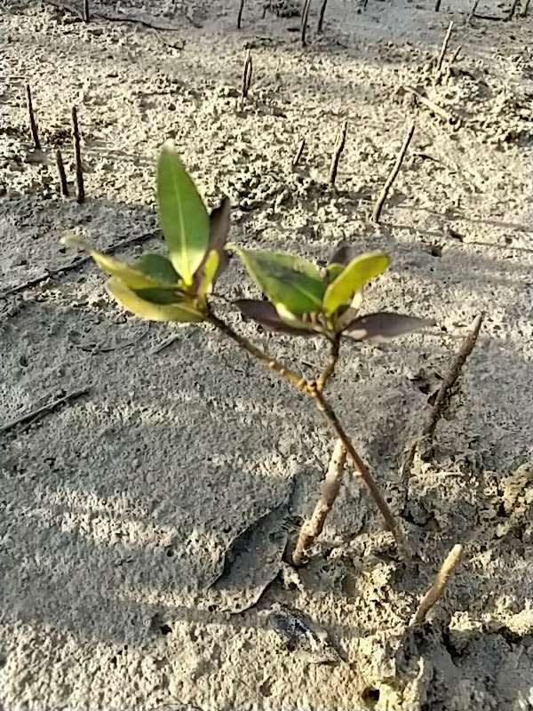 tree image